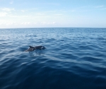 Dolphin in Golfo Dulce