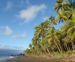 Palm lined Coast in Pavones