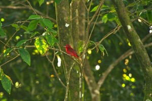 Bird Watching in Pavones