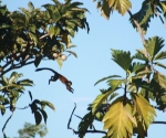 Flying Squirrel Monkey in Pavones