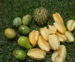 Fruit in Pavones