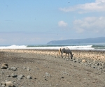 Horse on Pavones Beach