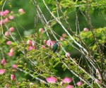 Hummingbird in Pavones