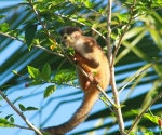 PavonesCR.com - Squirrel Monkey in Pavones